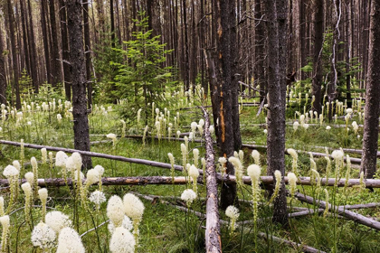 Picture of BEARGRASS IN FOREST-GLACIER NATIONAL PARK-MONTANA XEROPHYLLUM TENAX