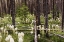 Picture of BEARGRASS IN FOREST-GLACIER NATIONAL PARK-MONTANA XEROPHYLLUM TENAX