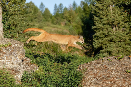 Picture of MOUNTAIN LION JUMPING ACROSS ROCKS-PUMA CONCOLOR-CAPTIVE