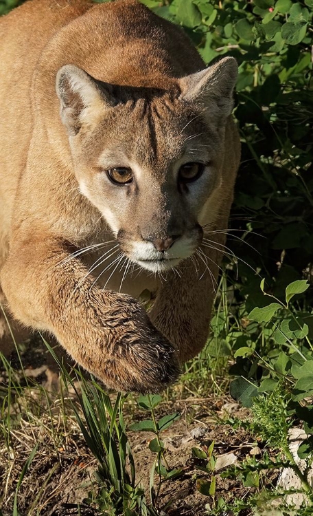 Picture of MOUNTAIN LION STALKING-PUMA CONCOLOR-CAPTIVE