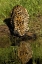 Picture of AMUR LEOPARD AND REFLECTION WHILE DRINKING-PANTHERA PARDUS ORIENTALIS-CAPTIVE
