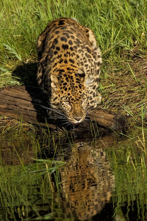 Picture of AMUR LEOPARD AND REFLECTION WHILE DRINKING-PANTHERA PARDUS ORIENTALIS-CAPTIVE