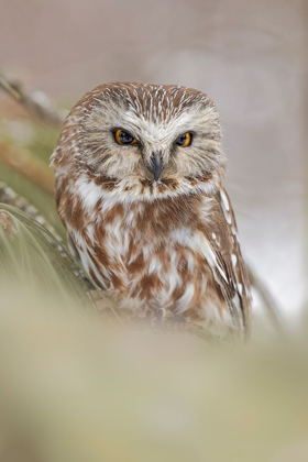 Picture of NORTHERN SAW-WHET OWL-AEGOLIUS ACADICUS-CONTROLLED SITUATION-MONTANA