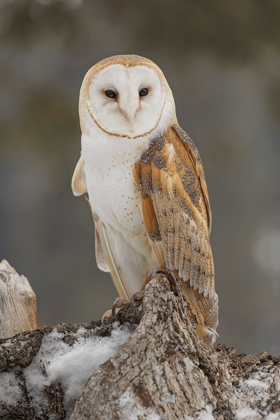 Picture of BARN OWL-TYTO ALBA-CONTROLLED SITUATION-MONTANA
