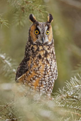 Picture of LONG-EARED OWL-ASIO OTUS-CONTROLLED SITUATION-MONTANA