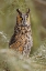 Picture of LONG-EARED OWL-ASIO OTUS-CONTROLLED SITUATION-MONTANA