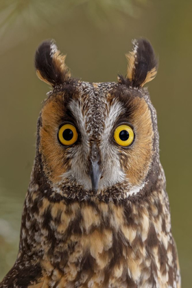 Picture of LONG-EARED OWL-ASIO OTUS-CONTROLLED SITUATION-MONTANA