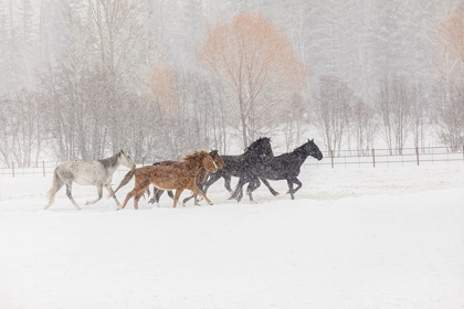 Picture of HORSES DURING WINTER ROUNDUP-KALISPELL-MONTANA