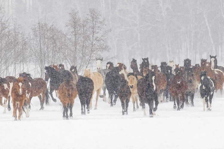 Picture of HORSES DURING WINTER ROUNDUP-KALISPELL-MONTANA