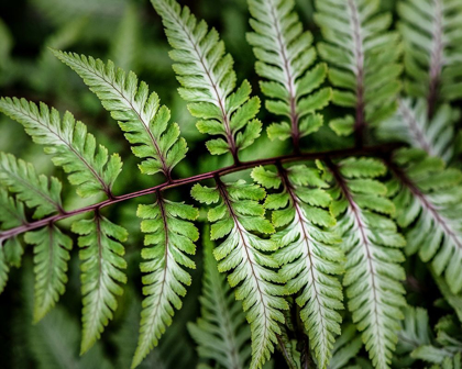 Picture of FERN DETAIL