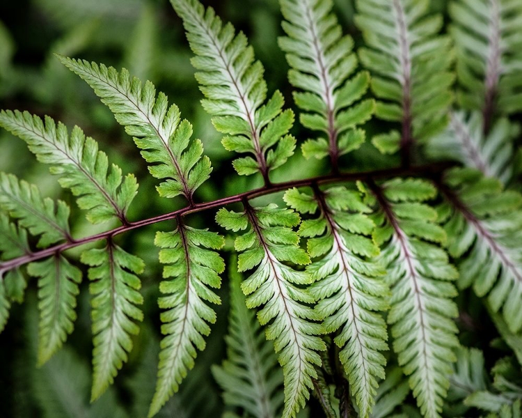 Picture of FERN DETAIL