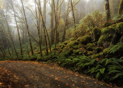 Picture of RAIN FOREST