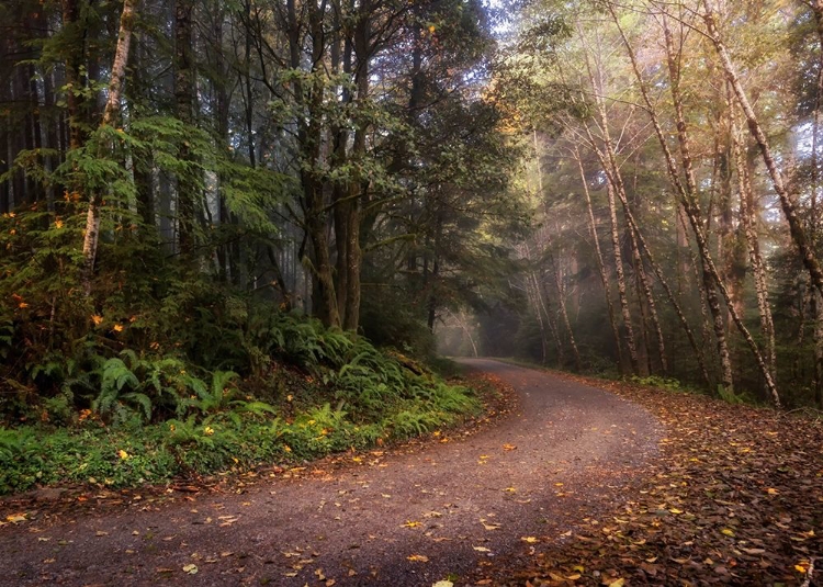 Picture of MOUNTAIN ROAD