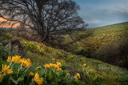 Picture of HILLSIDE OAK