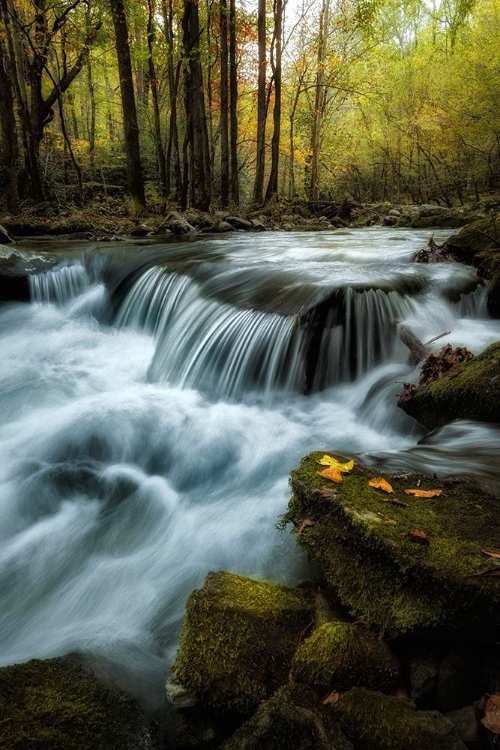 Picture of AUTUMN TRIO