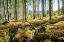 Picture of GOLDEN FERNS