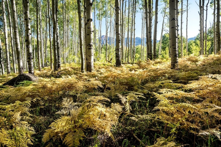 Picture of GOLDEN FERNS