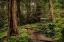 Picture of THE FOREST CALLS