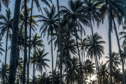 Picture of PALM GROVE I