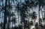 Picture of PALM GROVE I