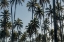 Picture of PALM GROVE II