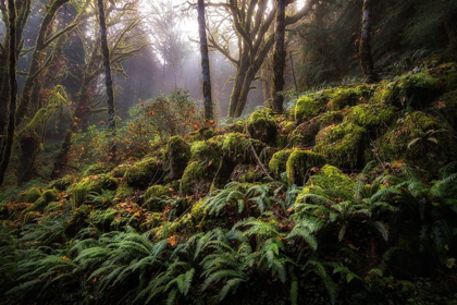 Picture of FERN BANK