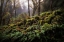 Picture of FERN BANK