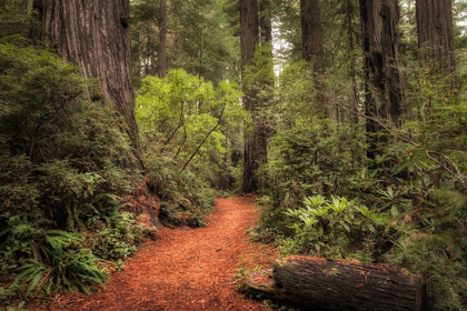 Picture of REDWOOD TRAIL