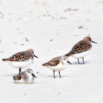 Picture of RESTING SANDPIPERS