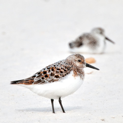 Picture of SANDPIPERS