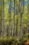 Picture of ASPEN TRUNKS II
