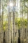 Picture of ASPEN TRUNKS I