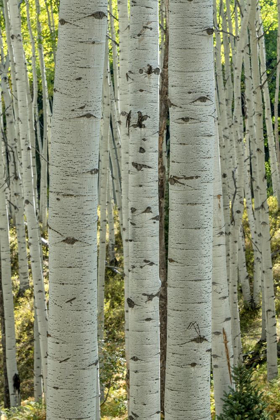 Picture of ASPEN TRUNKS V