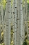 Picture of ASPEN TRUNKS V