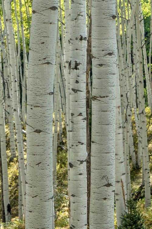 Picture of ASPEN TRUNKS V