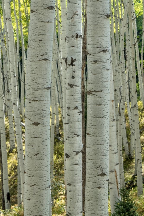 Picture of ASPEN TRUNKS V