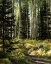 Picture of HIGH COUNTRY
