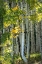 Picture of ASPEN TRUNKS VI