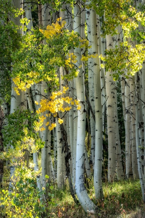 Picture of ASPEN TRUNKS VI