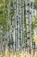 Picture of ASPEN TRUNKS VII
