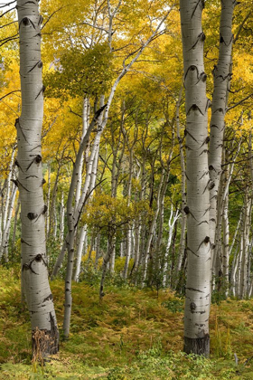 Picture of AUTUMN ASPENS I