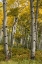 Picture of AUTUMN ASPENS I