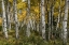 Picture of AUTUMN GROVE II