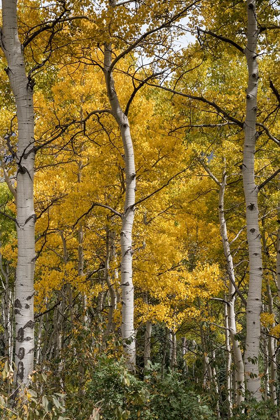 Picture of AUTUMN ASPENS II