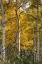 Picture of AUTUMN ASPENS II