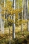 Picture of AUTUMN ASPENS III