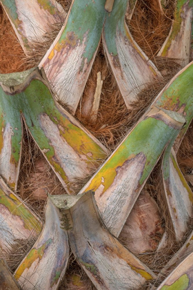 Picture of PALM TRUNK DETAIL I