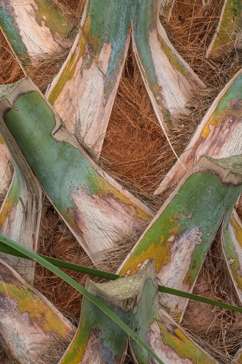 Picture of PALM TRUNK DETAIL II