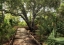 Picture of TROPICAL WALK
