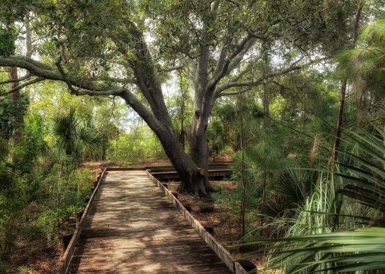 Picture of TROPICAL WALK